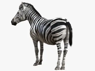  Zebra (Rigged) 