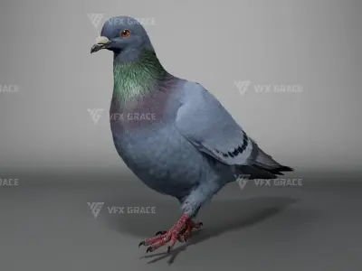  Pigeon Animated for Maya 