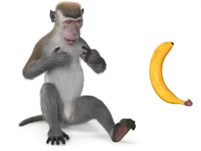  Gray Rhesus Macaque Eating Banana Fur for Maya 