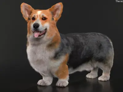  Tricolor Welsh Corgi Pembroke Fur for Maya Rigged 