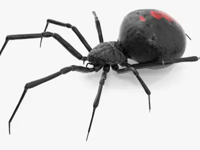  Black Widow Spider Rigged for Maya 