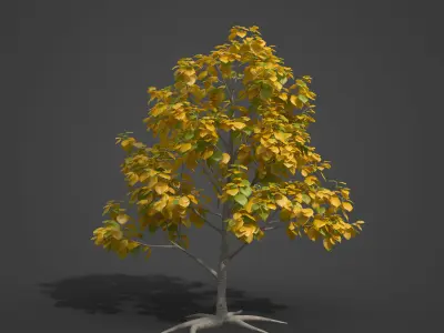 2021 PBR European Beech Collection - Fagus Sylvatica  3D model