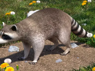  Raccoon Rigged for Maya 