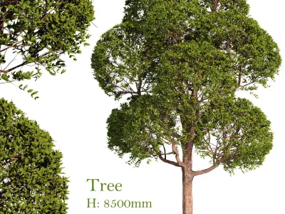 Tree for exterior design 3D model
