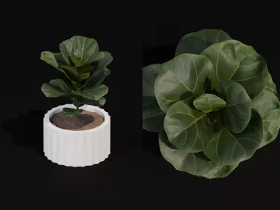 Free Realistic 3D Model Fiddle Leaf Fig Table Plant Free 3D model