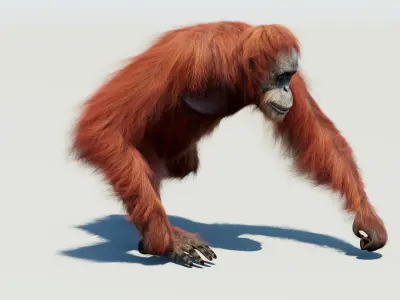  Orangutan Animated Fur 