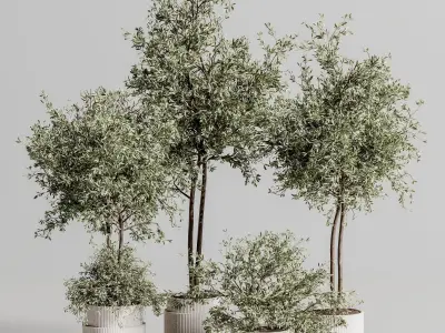 Indoor Plant Set 88 3D model