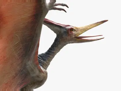  PteranodonRiggedAnimated 3D 