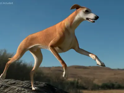  Greyhound Walking Animated Fur Rigged for Blender 