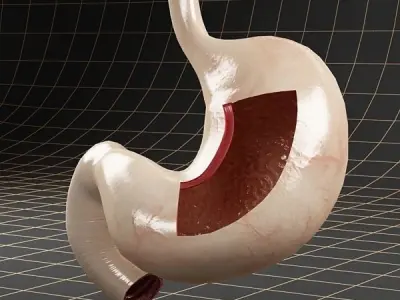 Anatomy stomach section 3D model
