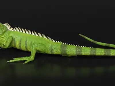  Iguana Reptile Creature Rigged for Cinema 4D 