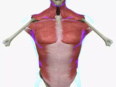Human Torso Muscle Anatomy Medical Edition 3D model