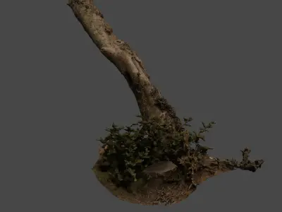 lapenatree2 3D model