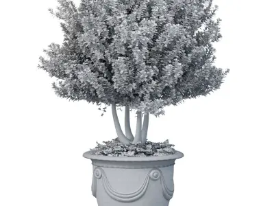 Ornamental tree is a plant classic potted Indoor plant balcony 3D model