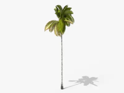 Coconut Palm Tree 3698 - Health Collection Low-poly 3D model