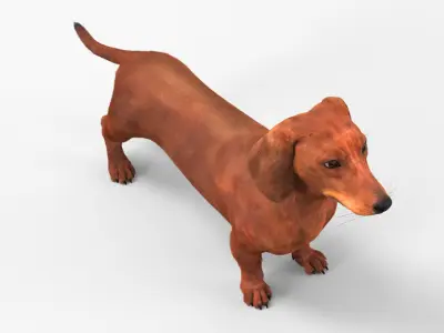  Smooth Dachshund Dog with Red Coat Fur for Maya 