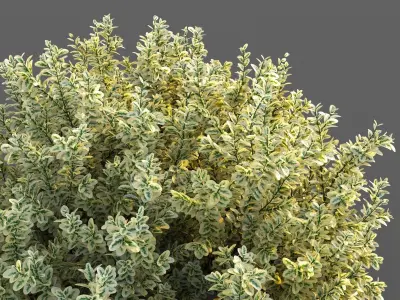 XfrogPlants Spindles - Euonymus Fortunei  3D model