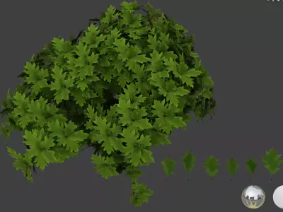 Oak 2 leaf 3D models 3D model