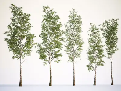 Tall deciduous trees 3D model