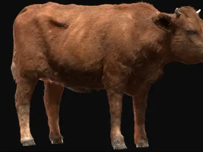  Cow Anatomy 3D 
