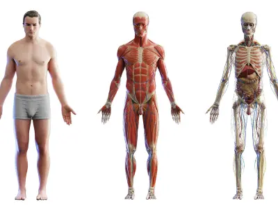 Rigged Human Male Anatomy Set 