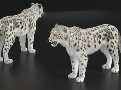  Snow Leopard with Detailed Fur 