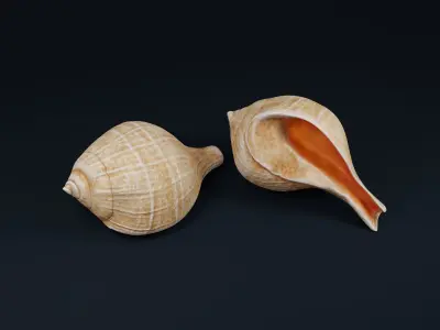 Low Poly Sea Shells Pack with Unreal Engine 5 Project Low-poly 3D model