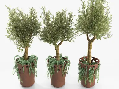 JARDINIERE GREEN PALACIO I  Olive Tree 3D model