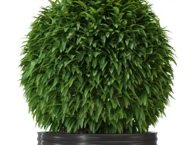 Plants collection 329 3D model