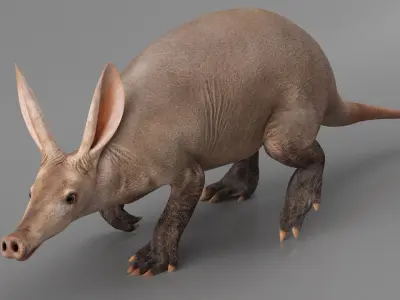  Orycteropus Afer Walking Animated Rigged for Maya 