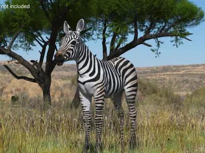  Zebra Foal 