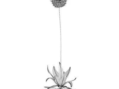 Allium Plant  Allium giganteum 3D model