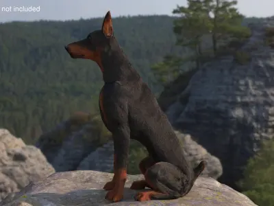  Doberman Pinscher Sits Fur for Cinema 4D 