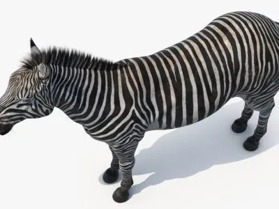  African Zebra Fur 