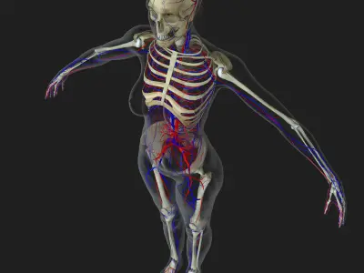 Female Circulatory System Anatomy 3D model