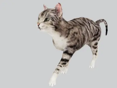  Cat Rigged 3D 
