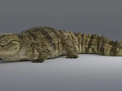  Crocodile Rigged 