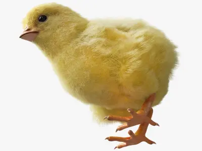  Baby Chick Fur Rigged For Blender 