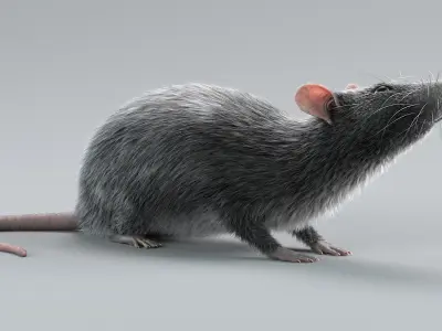  Norway Rat Rigged Xgen 