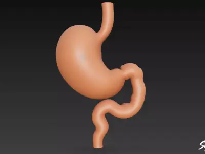 Stomach Cross Section Low-poly 3D model