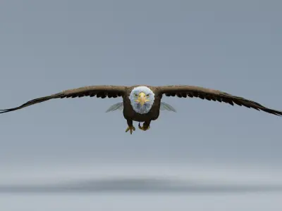  American Bald Eagle ANIMATED 