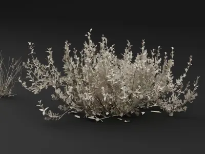 Atriplex amnicola Plant 3D model