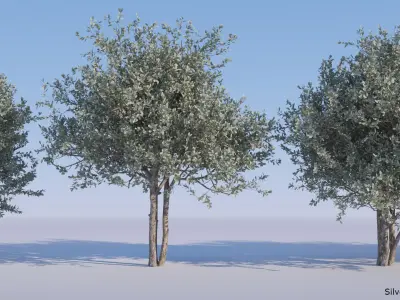 Silver Buttonwood - Conocarpus Erectus 3D model