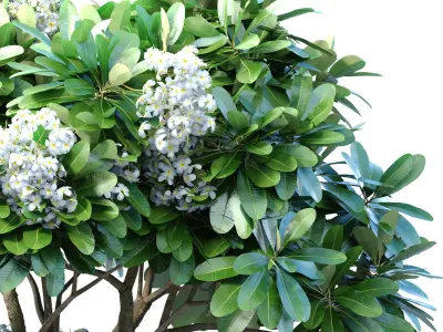 Outdoor Decorative Flowering Garden street Plant Tree Shrub 3D model