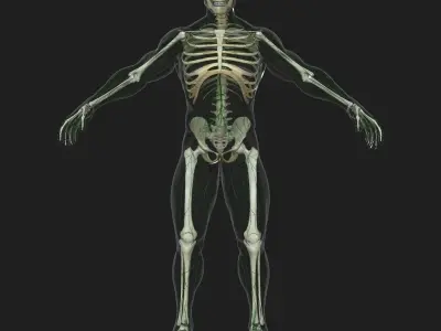 Male and Female Lymphatic System Collection 3D model