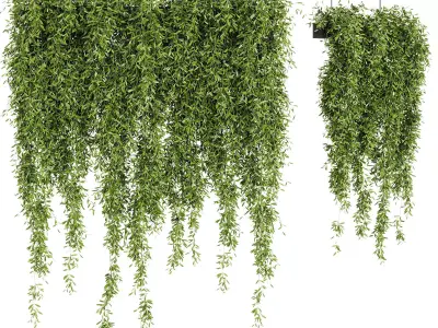 Indoor Plants -  21  hanging plants in pots 3D model