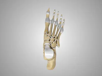 Foot Bones with Ligaments Low-poly 3D model