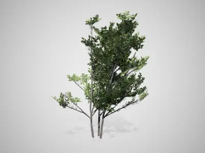 Common Hazel tree Low-poly 3D model