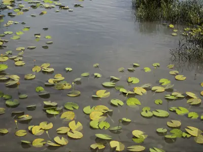 Nature Assets - Lake Plants Low-poly 3D model