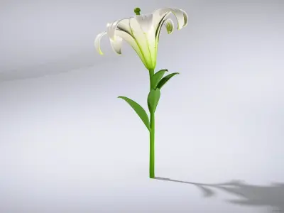 Elegant White Lily Flower Low-poly 3D model